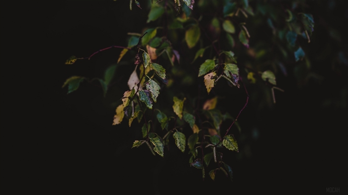 Autumn leaves on branches in dark 4K