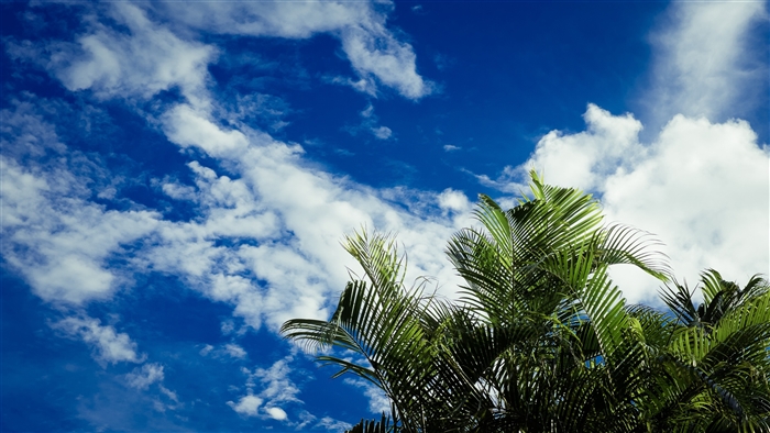 Palm leaves against a blue sky with clouds