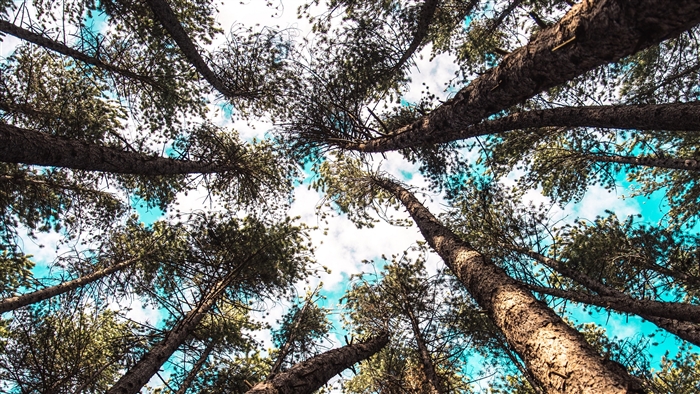 Trees from below looking up at the sky 4K