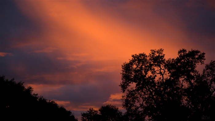 Sunset sky with silhouetted trees