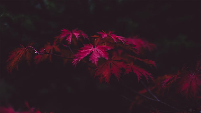 Red maple leaves on branches in dark background 4K