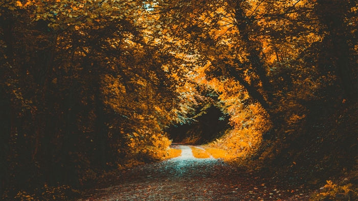 Autumn path through a forest with orange foliage