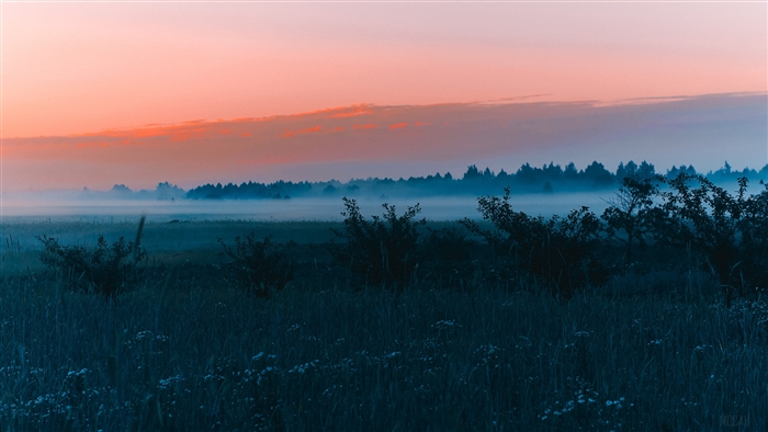 Foggy field at dawn with forest in background 4K