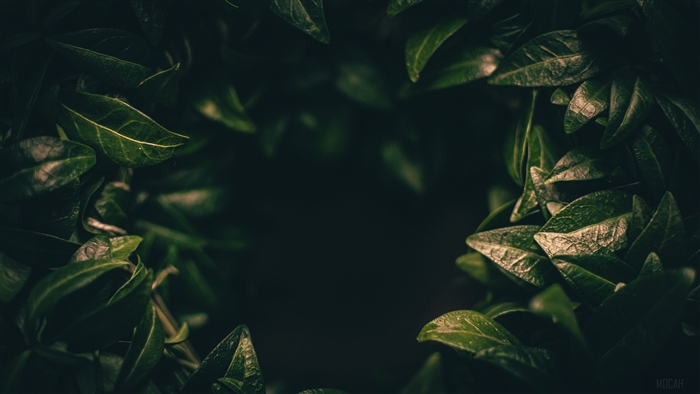 Dark Green Leaves Closeup 4K