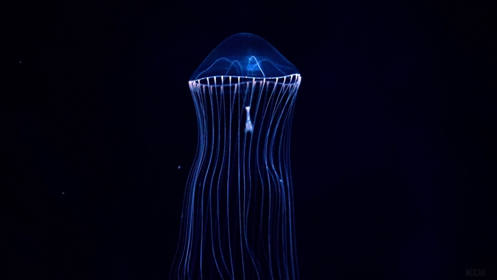 Bioluminescent jellyfish with tentacles in dark water 4K