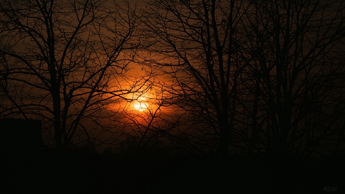 Sunset through silhouetted trees 4K