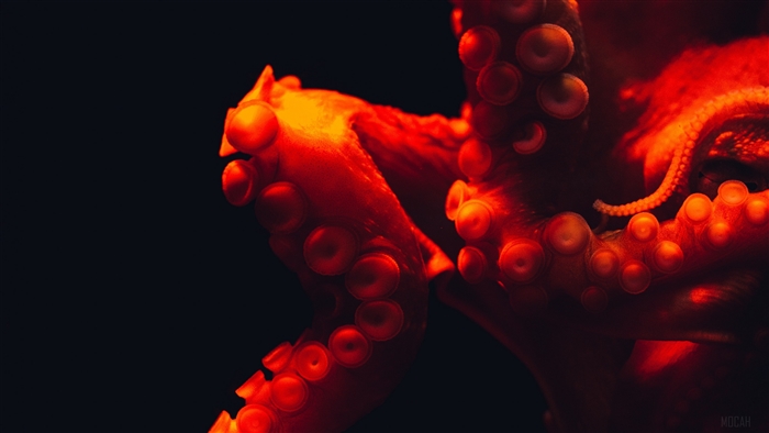 Close-up of red octopus tentacles