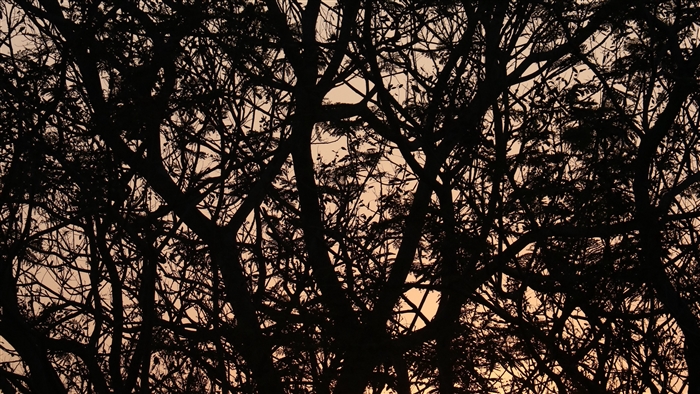 Silhouette of tree branches against the sky