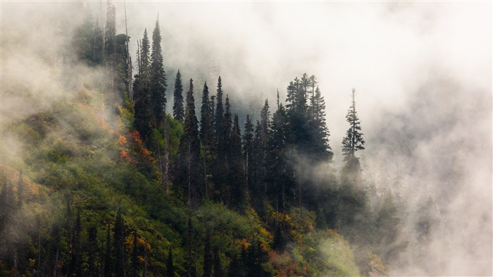 Misty Forest Hill 4K