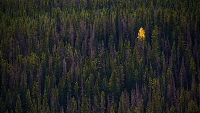 Top view of a forest with a single yellow tree in autumn, 4K