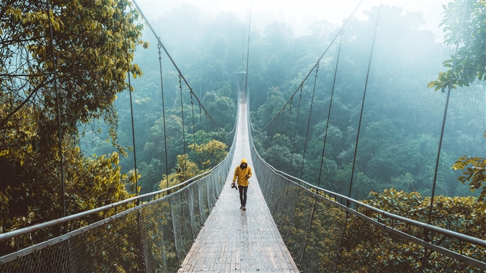 Person walking on a suspension bridge in a foggy forest