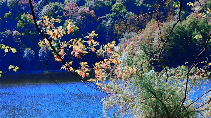 Trees and branches over a blue river