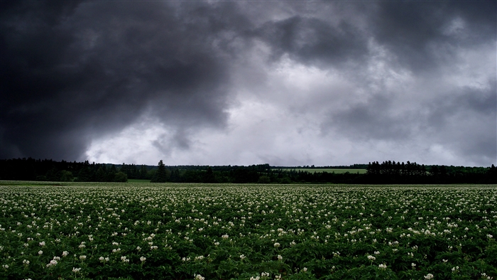 Field of white flowers under stormy clouds