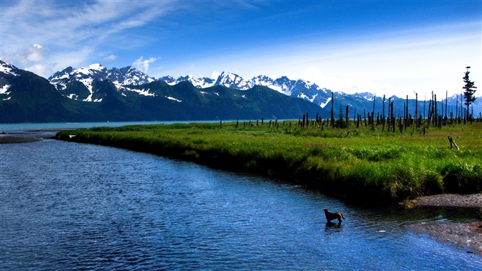 Dog in a river with snow-capped mountains and dead trees
