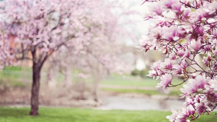 Magnolia Tree Blossoms in Spring