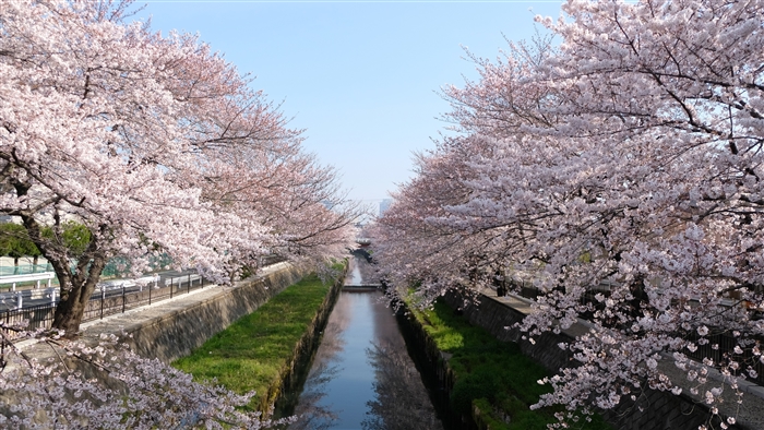 Cherry Blossoms Over a Canal