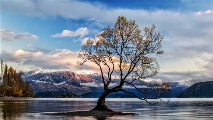 Lone Tree at Lake Wanaka 4K