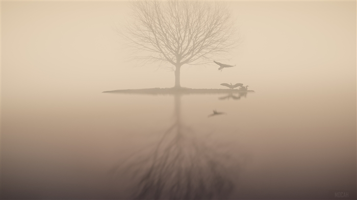 Foggy Lake with Tree and Birds 4K
