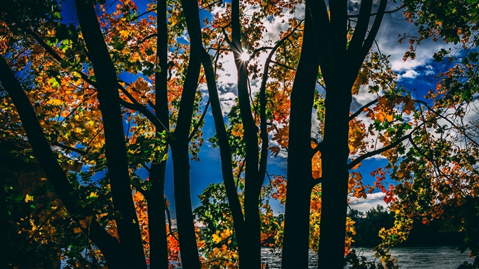 Sunbeams Through Autumn Trees Over Water 4K