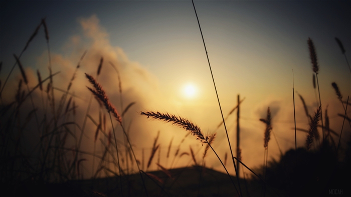 Grass Silhouette At Evening