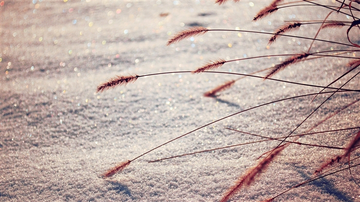 Reeds in Snow Macro Photography 4K