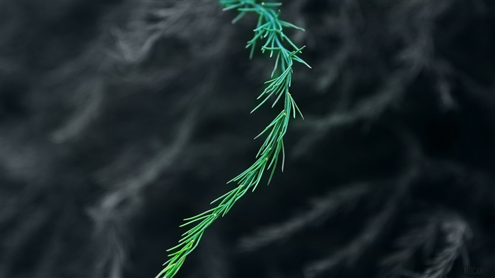 Green Asparagus Branch with Blurred Background 4K
