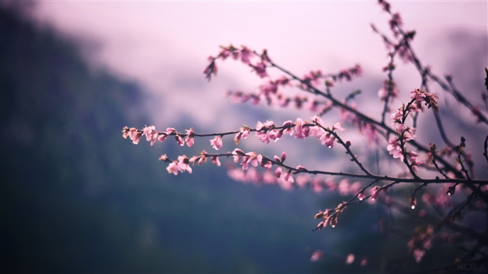 Pink Blossom Tree Branch Spring