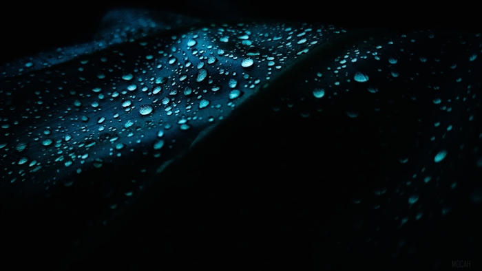 Leaf with Dew Drops 4K