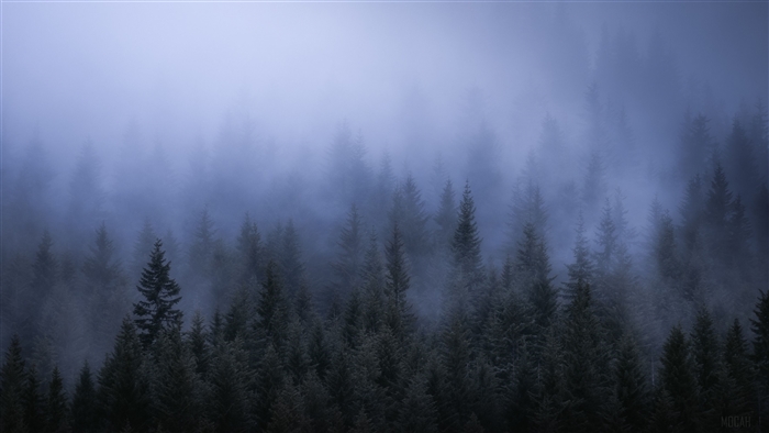 Dark Forest in Fog 4K