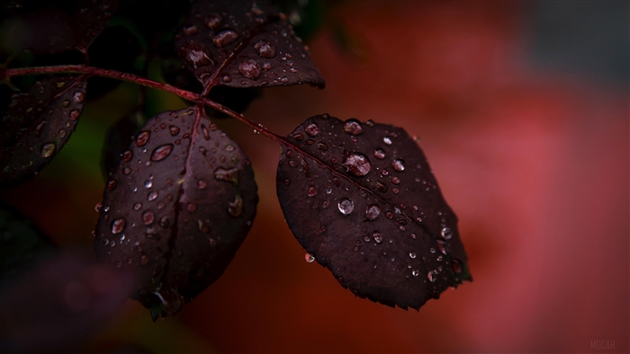 Macro shot of dark red leaves with water droplets