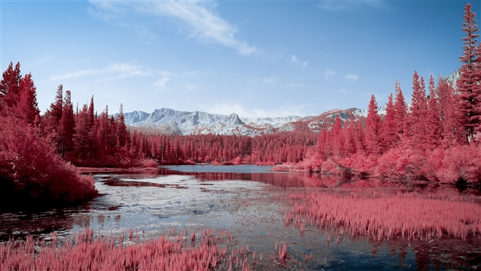 Red Trees Lake Mountains 4k