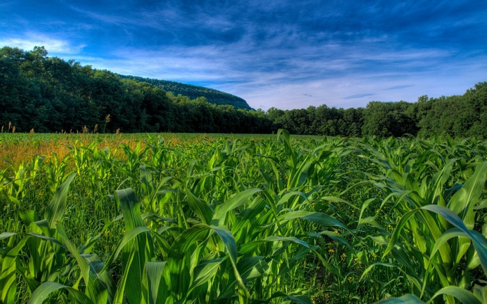Cornfield with trees and blue sky