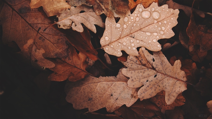 Golden Oak Leaves with Water Droplets 4K