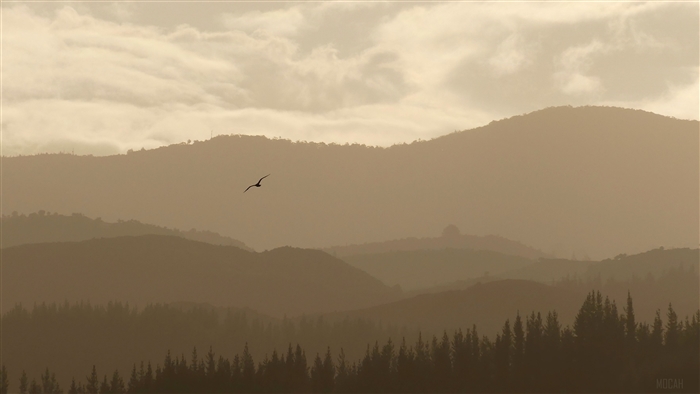 Bird flying over misty mountains in Abel Tasman National Park 4K