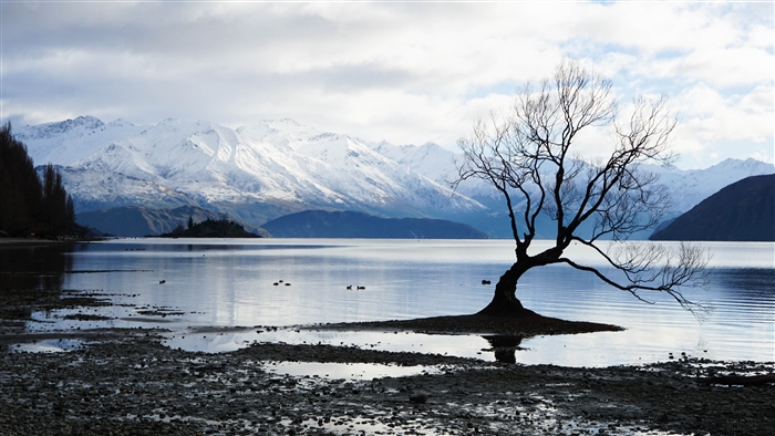 Lone Tree in Lake with Snow-Capped Mountains 4K