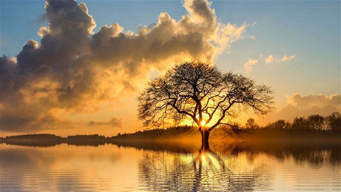 Lone Tree in Lake at Sunset 4K