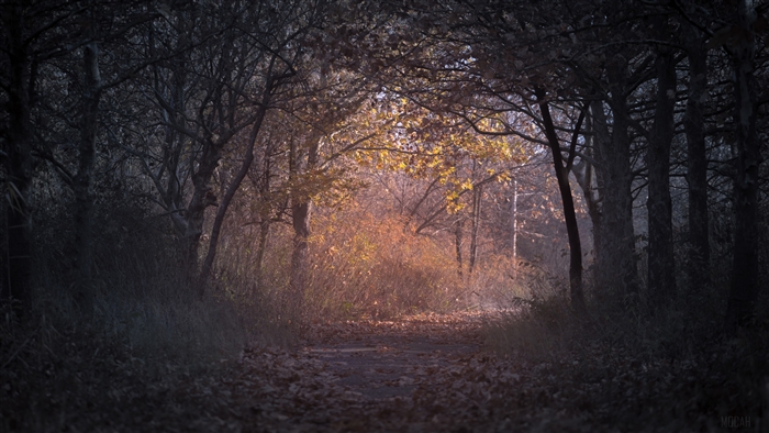 Autumn forest path with backlit trees