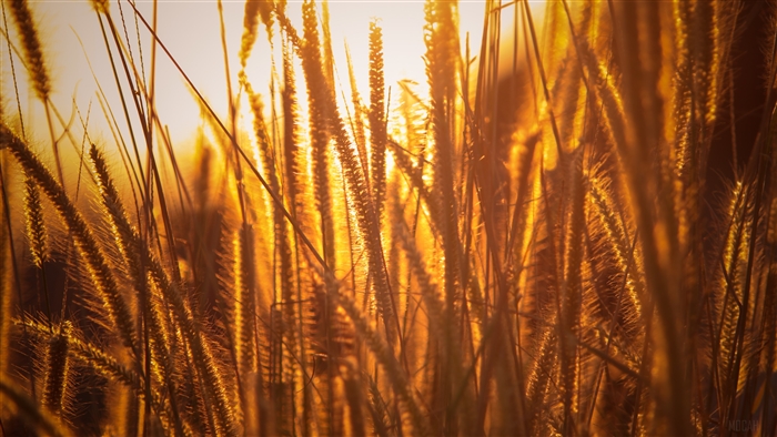 Golden Hour Grass Field 4K
