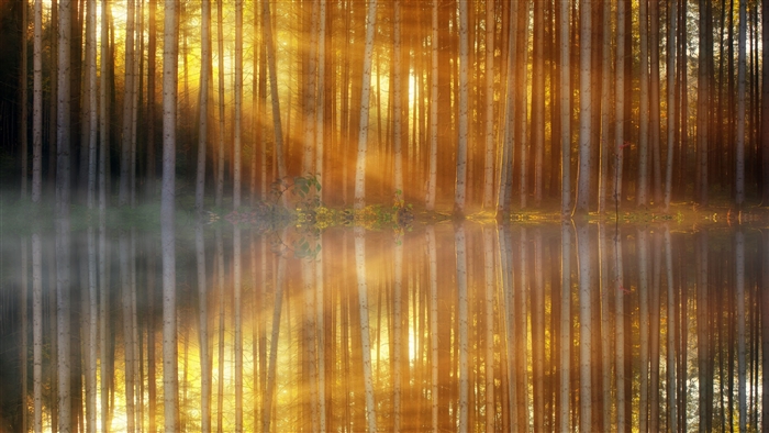 Sunbeams Through Birch Trees Reflected in Water