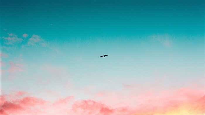 Bird flying in a beautiful sky with clouds 4K