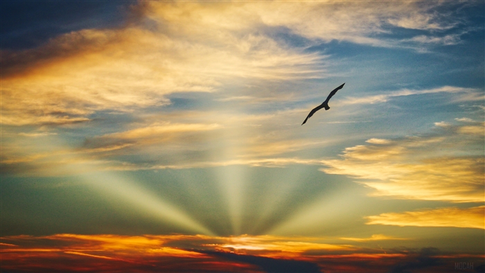 Bird Flying in Sunset Sky with Sun Rays