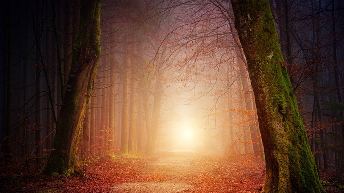 Forest Path with Sunbeams and Autumn Leaves 4K