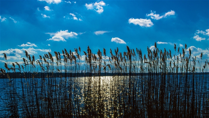 Reeds by the Water Under a Cloudy Sky 4K