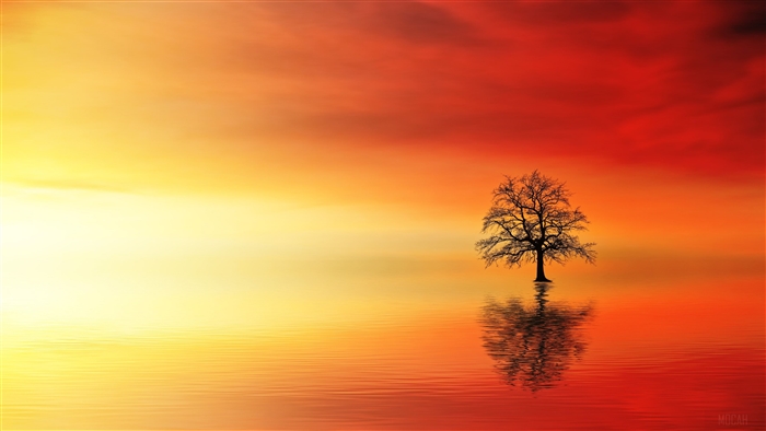 Lone Tree In Water At Dusk