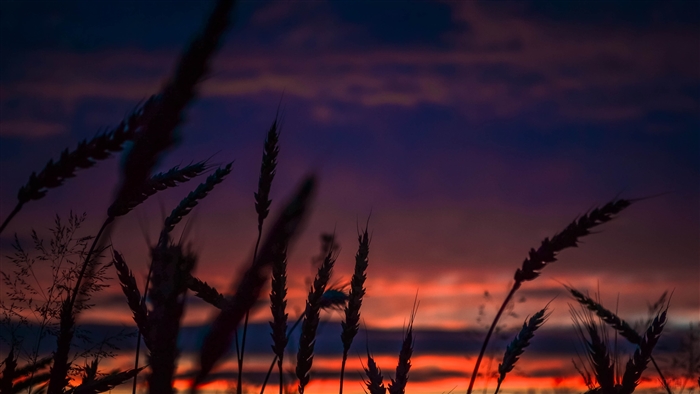 Wheat stalks silhouetted against a colorful sunset sky