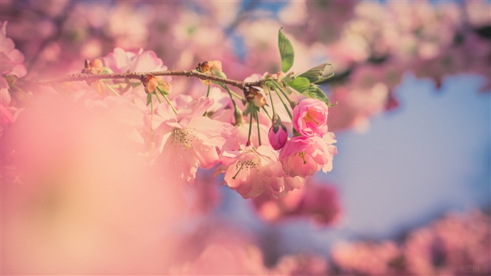 Pink Cherry Blossoms 4K