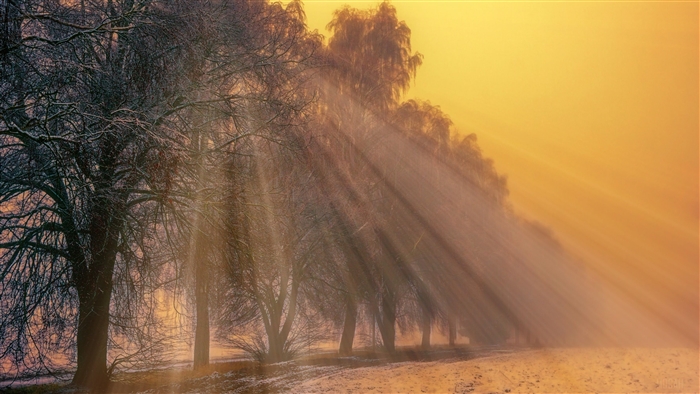 Foggy Winter Trees with Sunbeams 4K