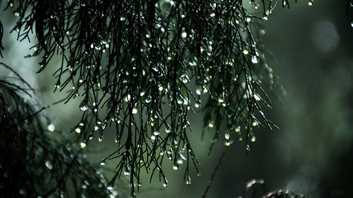 Raindrops on Pine Needles 4K