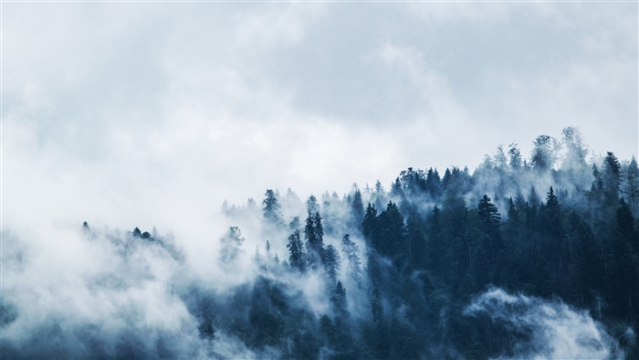 Misty Forest with Pine Trees 4K