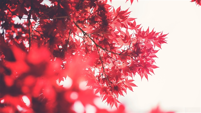 Red Maple Leaves in Sunlight 4K